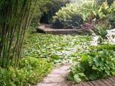 Thumbnail - Jardin de Balata 1