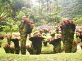 Thumbnail - Jardin de Balata 2