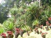 Thumbnail - Jardin de Balata 3