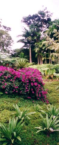 Balata 1